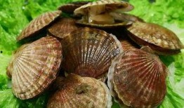 爆料扇贝测评视频大全,视频大全深度解析